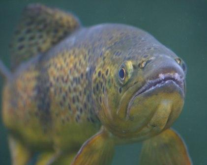 Vissen op Forel